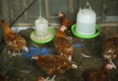 Abel’s Chicken Layers