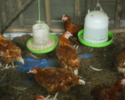 abels-chicken-2